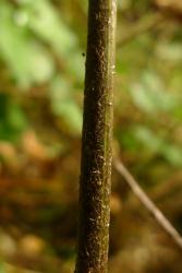 Asplenium oblongifolium. Acicular scales with long filiform apices covering the stipe. 
 Image: L.R. Perrie © Te Papa CC BY-NC 3.0 NZ
